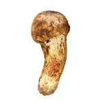 ギャラリーに画像を読み込む、生松茸 訳あり <開き方・大きさおまかせ>空輸 中国産 フレッシュ松茸 野菜おじさん進め、 鮮度優先 生鮮マツタケ