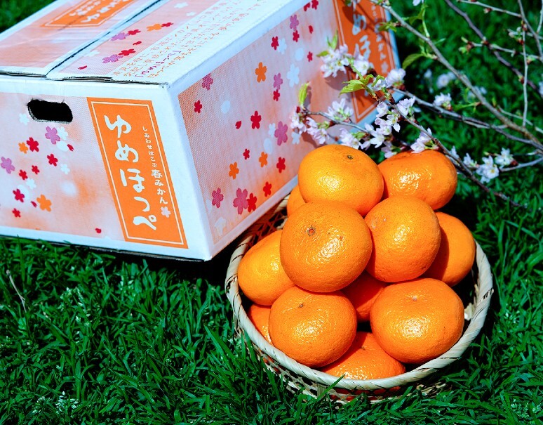 糖度13.5度以上『ゆめほっぺ（品種：せとみ）』山口県産 柑橘 秀 S〜3L 約2.4kg 簡易箱 ※常温