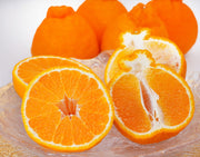 安田昌一さんの『七面鳥農法・不知火（しらぬひ）』 熊本県産 約3kg（8〜11玉）化粧箱 ※常温