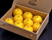 安田昌一さんの『完熟グレープフルーツ ホワイト種』 熊本県産 約3kg（6〜10玉） 化粧箱 ※常温