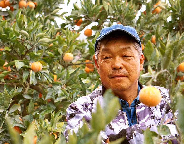 橋爪さんたちの『俊菓を絞ったみかんジュース』 和歌山県産 720ml×2本 化粧箱入り ※常温 産地直送