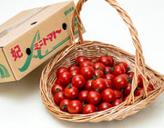 『ミニトマト 妃』愛知県産トマト M〜Lサイズ 約1kg 産地箱 JA愛知みなみ※冷蔵