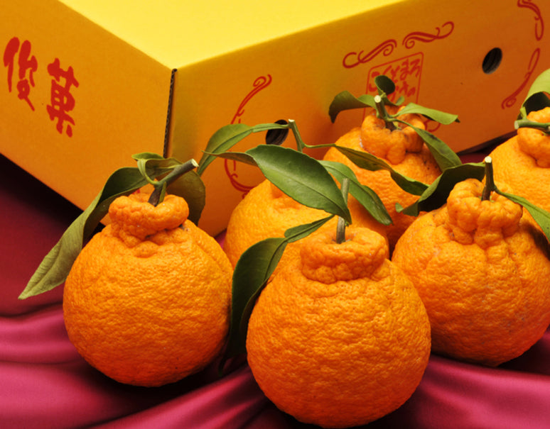 橋爪俊典さんの樹上熟成「俊菓デコ(しらぬひ)」2〜3Lサイズ 6玉 約1.7kg 秀品 和歌山県産柑橘 産地直送 ※常温