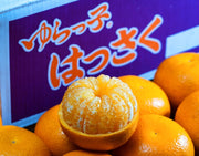 糖度12度選果『ゆらっ子 木成り八朔』和歌山県産 柑橘 L〜3L 約5kg 産地箱 風袋込 ※常温