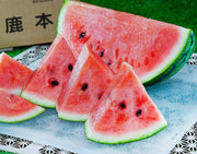 JAかもと『中玉スイカ（品種：スーパーエース）』熊本県産 M〜L 1玉 約5〜6kg 簡易箱 ※冷蔵