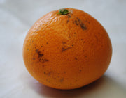 JAにしうわ三崎共選『訳あり 越冬樹熟 清見オレンジ』愛媛県産 M〜3Lサイズ 約5kg 産地箱 風袋込 ※常温