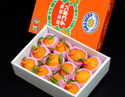 JA蒲郡市『葉付き 樹熟デコポン』 愛知県産 秀 2〜5L 約3kg （7〜12玉） 化粧箱 風袋込 ※常温