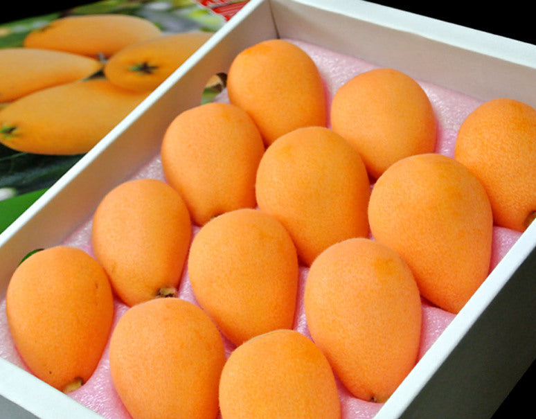 ハウス 「長崎びわ」長崎県産 L〜2Lサイズ 1箱 計約500g(9〜12玉) 化粧箱 ※冷蔵