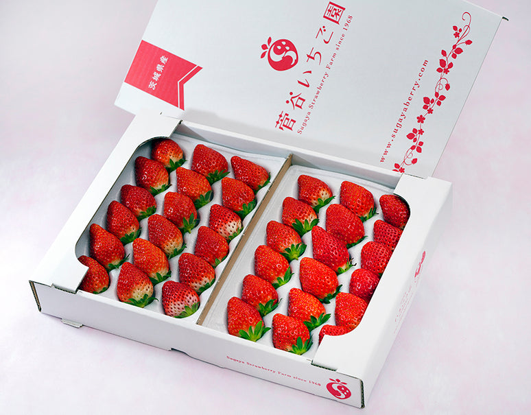 『菅谷さんのいちご』茨城県産 計約600g 40粒（20粒×2）※冷蔵