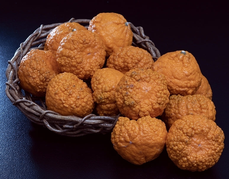 【訳あり品】柑橘「農6（縄文柑）」 香川県産　約5kg サイズ混合　※常温