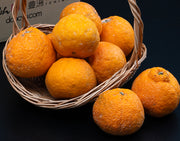 糖度15度以上『池元農園の訳ありしらぬひ』 鹿児島県獅子島産 約2.5kg×2箱 風袋込 簡易包装 ※常温