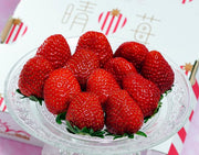 『晴苺』 岡山県産 いちご 約500g （約250g×2P） ※冷蔵