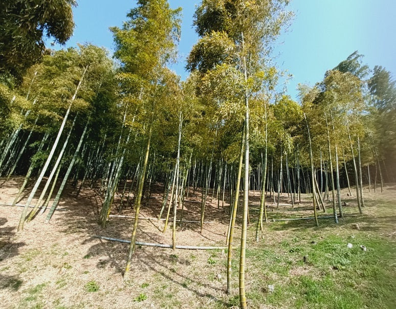 『朝掘り こんぴらたけのこ』香川県産 約1.5kg （1〜2本入） ※冷蔵