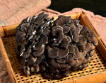 ギャラリーに画像を読み込む、黒舞茸『真』新潟県南魚沼産 きのこ 約500g ご自宅用 ※冷蔵
