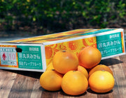 『国産グレープフルーツ（スタールビー）』静岡県産 柑橘 秀 約3kg（7〜10玉）産地箱 風袋込 ※常温