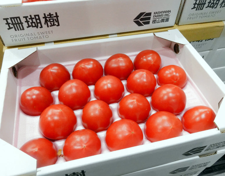 【糖度8〜10度未満】樫山農園の『珊瑚樹トマト』徳島県産 約1kg 特選 (12〜24玉) 白箱（茶フタ）入り ※冷蔵