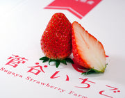 『菅谷さんのいちご』茨城県産 計約600g 40粒（20粒×2）※冷蔵