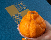 糖度15度以上『池元農園の極上完熟しらぬひ（大玉）』鹿児島県獅子島産 約2kg（6玉） 化粧箱 ※常温