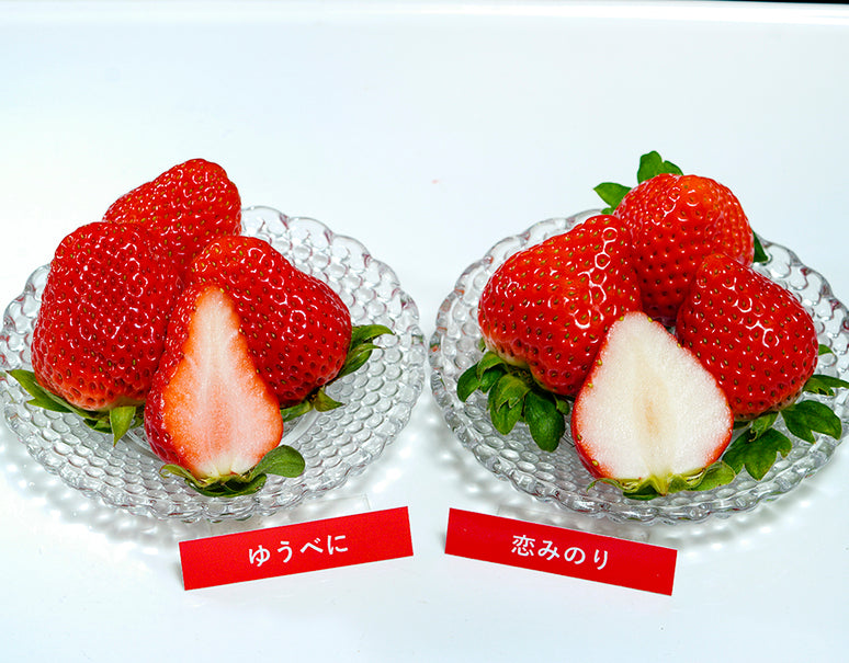 熊本いちご食べ比べ 『恋みのり＆ゆうべに』 約250g×4Ｐ ※冷蔵