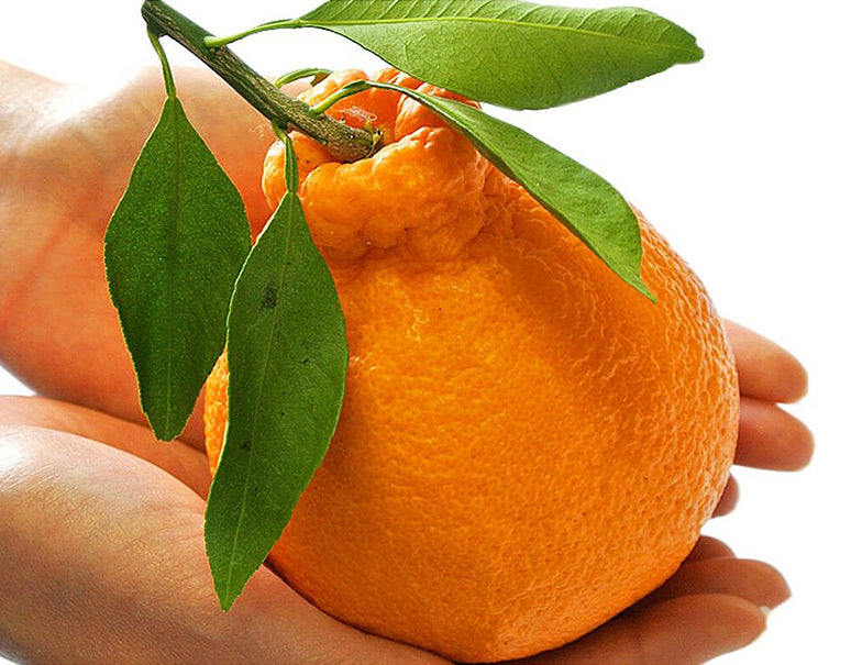 橋爪俊典さんの樹上熟成「俊菓デコ(しらぬひ)」2〜3Lサイズ 6玉 約1.7kg 秀品 和歌山県産柑橘 産地直送 ※常温