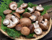 【ご自宅用】湯布院きのこ村 有機JAS認証『佐藤さんの原木栽培しいたけ』大分県産 しいたけ 約150gｘ4パック 簡易包装 ※冷蔵