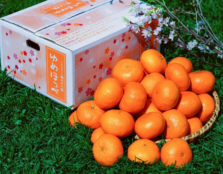 糖度13.5度以上『ゆめほっぺ（品種：せとみ）』山口県産 柑橘 秀 S〜3L 約5kg 産地箱 風袋込 ※常温