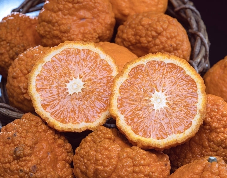【訳あり品】柑橘「農6（縄文柑）」 香川県産　約5kg サイズ混合　※常温