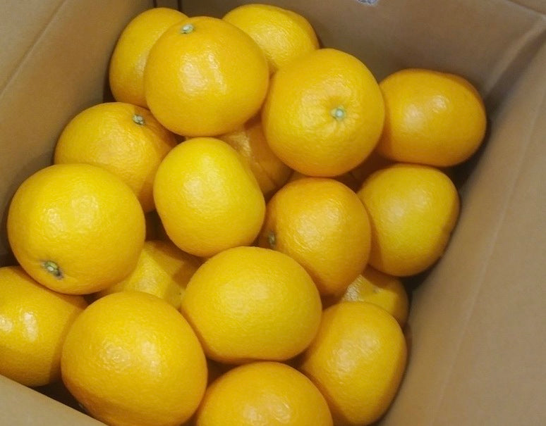 『有田の木成り八朔』和歌山県産 柑橘 秀品 L〜3L 約4.5kg 簡易箱 ※常温