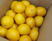 『有田の木成り八朔』和歌山県産 柑橘 秀品 L〜3L 約4.5kg 簡易箱 ※常温