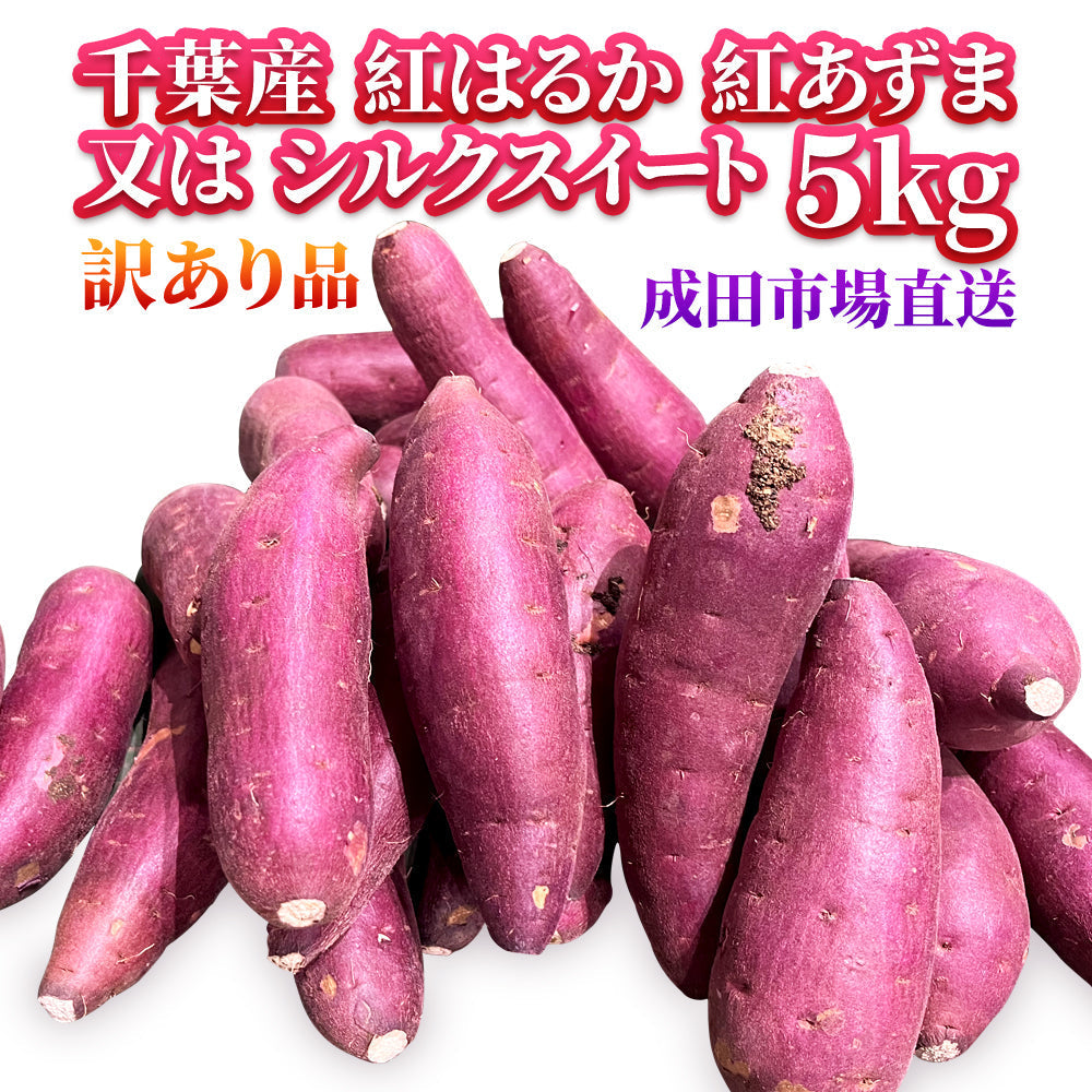 さつまいも苗　シルク　はるか　あずま　きんとき×50 imgrc0102241060.jpg