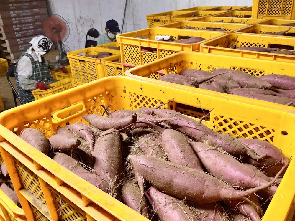 さつまいも 紅はるか 紅東 又はシルクスイート ５KG サツマイモ 焼き芋に 千葉茨城県産地厳選 A品 美味しい やきいもに 食物繊維 美容 スイーツ ギフト (2Lサイズ)