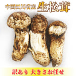 ギャラリーに画像を読み込む、生松茸 訳あり ＜開き方・大きさおまかせ＞空輸 中国産 フレッシュ松茸 野菜おじさん進め、 鮮度優先 生鮮マツタケ
