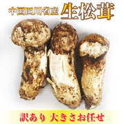 生松茸 訳あり ＜開き方・大きさおまかせ＞空輸 中国産 フレッシュ松茸 野菜おじさん進め、 鮮度優先 生鮮マツタケ